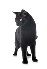 black cat in studio © cynoclub