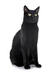 black cat in studio © cynoclub