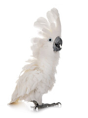 White cockatoo in studio © cynoclub