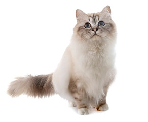 birman kitten in studio © cynoclub