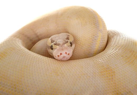 Ball python in studio
