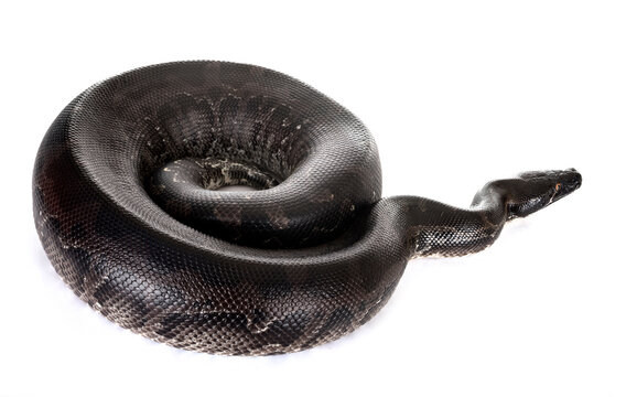 Python curtus in studio
