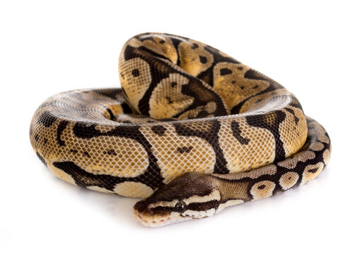 Ball python in studio