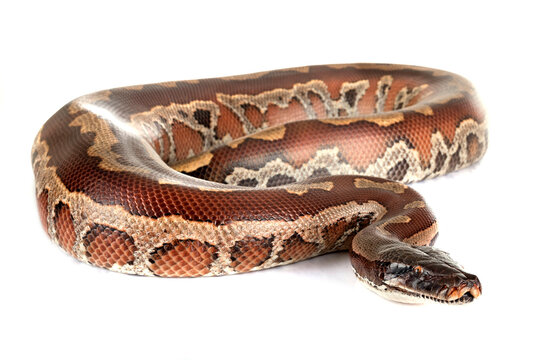 Python brongersmai in studio