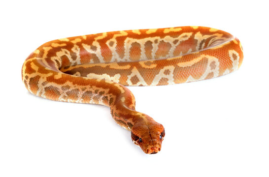 Python brongersmai in studio