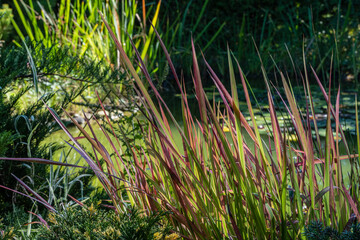 Obraz premium Tall, slender grasses Imperata cylindrica grass Red Baron with reddish and green hues near tranquil pond, surrounded by lush greenery and partially shaded by trees. Scene is natural and serene.