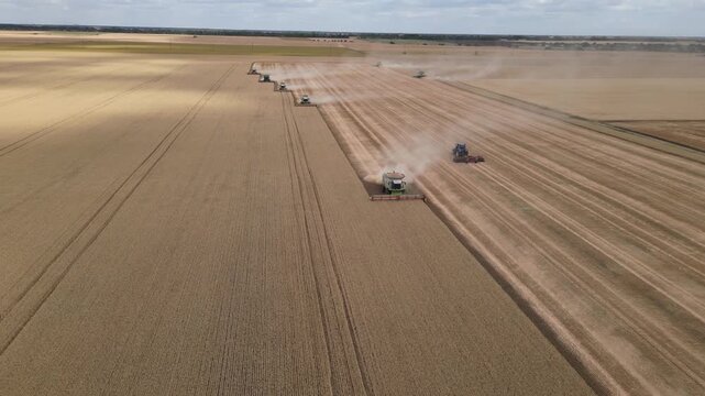 Drone footage capturing multiple combine harvesters harvesting a vast wheat field in coordinated formation during the summer harvest season