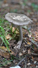 mushroom in the forest © Zenone Studio
