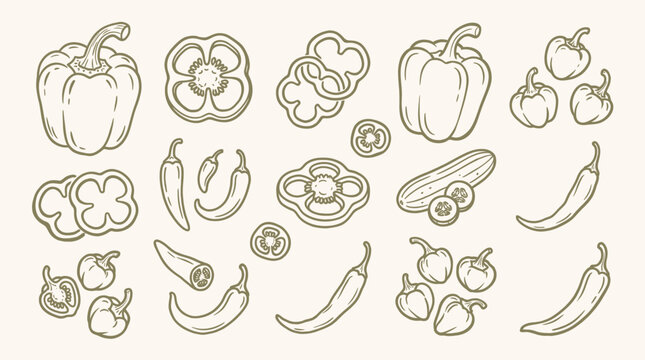 Set of hand drawn bell peppers, chili peppers and cucumber slices, vector illustration of fresh vegetables