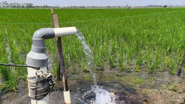 Electric water pump irrigating lush green rice field using PVC pipe. Clean groundwater flows to nourish crops, showcasing efficient agricultural water management system and rural farming practices.