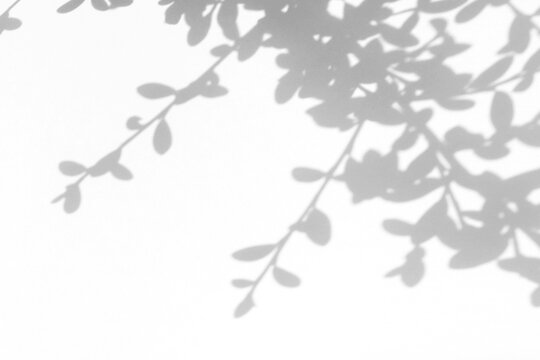 Real thin foliage shadow cut out on a transparent png background with soft organic edges. Drops into an organized and modern luxury composition as a png overlay with bottom copy space.