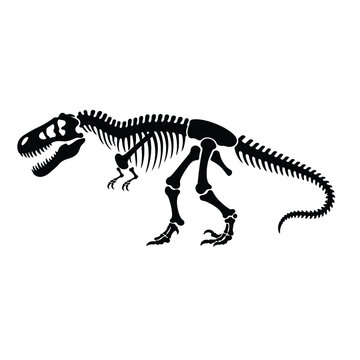 tyrannosaurus rex skeleton