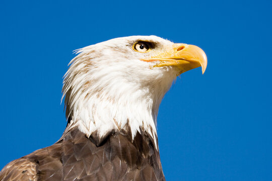 Germany, Hellenthal, Bald Eagle, close-up