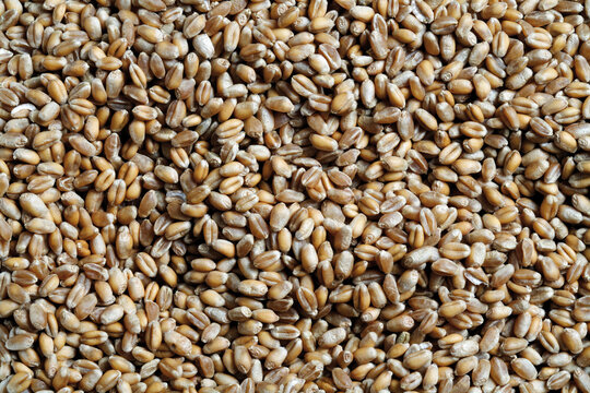 Wheat grains, close-up