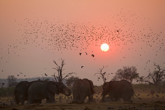 Africa, Botswana, Elephant herd (Loxodonta africana) at sunset