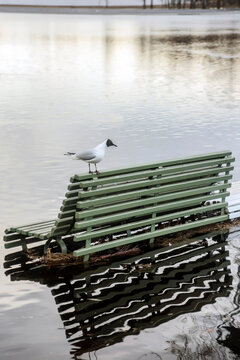 Black-headed gull on flooded bench
