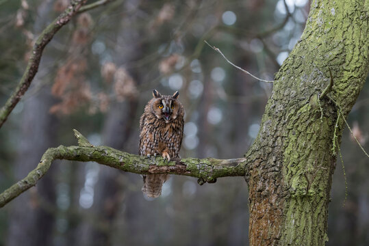 Long-eared owl, Asio otus, in forest