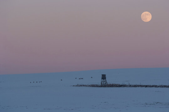 Germany, Rhineland-Palatinate, Eifel, dear stand, roe and full moon in winter