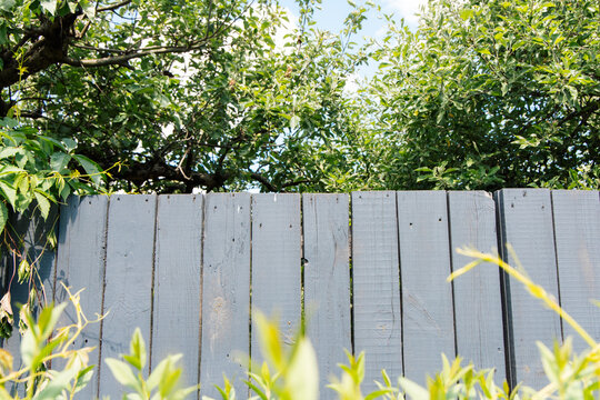 View of a wooden fence with green plants and trees in a backyard on a sunny day