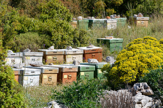 Turkey, Apiary Beehives boxes in grass