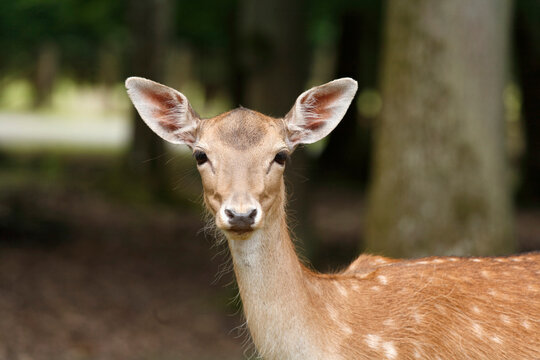 Germany, Bavaria, Fallow deer in wildpark
