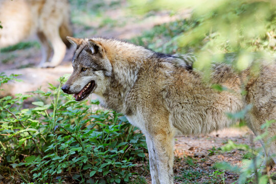 Germany, Bavaria, View of gray wolf