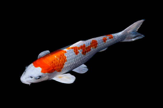Koi in a pond