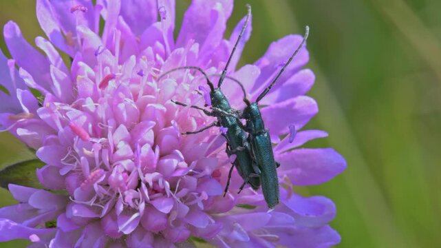 longhorn beetle (Agapanthia intermedia) pair mating on pink flower
