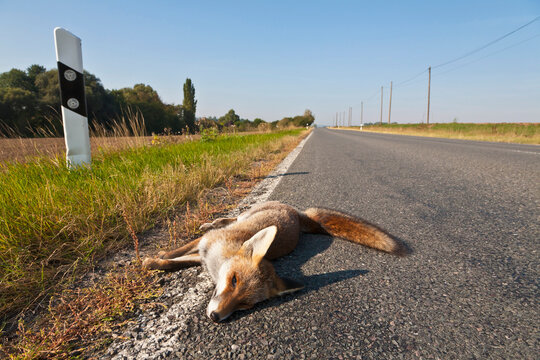 Germany, Thuringia, Dead red fox on country road