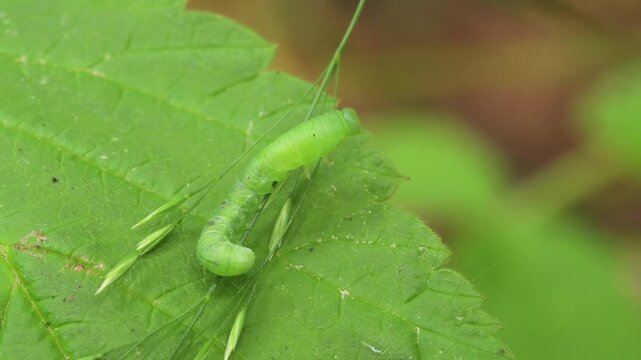 green caterpillar crawling over a leaf
