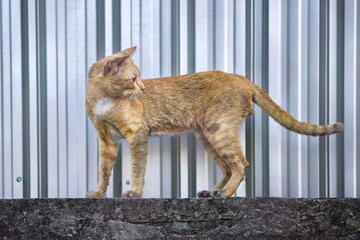 Scrappy Street Orange Tabby Cat. © Phannasit