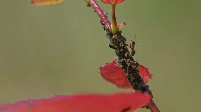 ants taking care of their aphid flock