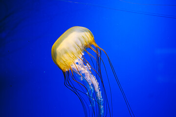 Jellyfish swims in a deep blue ocean showing its yellow bell and long tentacles during daylight hours © ir1ska