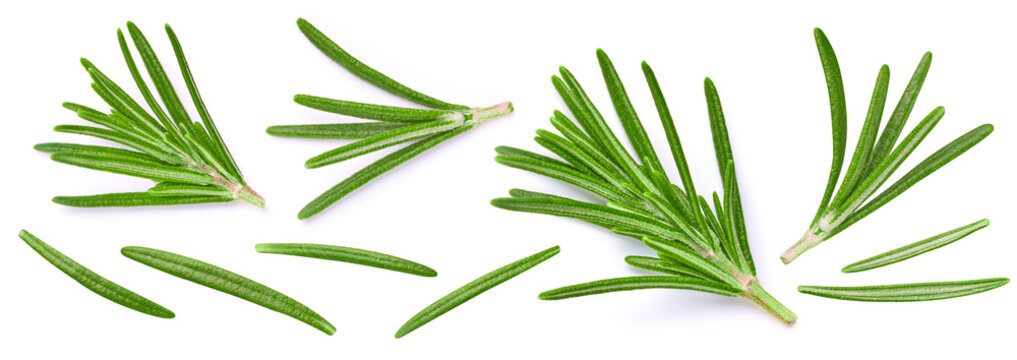 Organic rosemary sprigs set close up. Rosemary branches green herb isolated on white background. Professional food photography