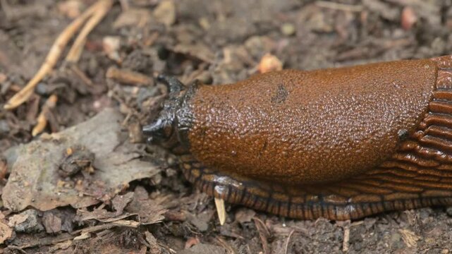 slug (limax) crawling over ground