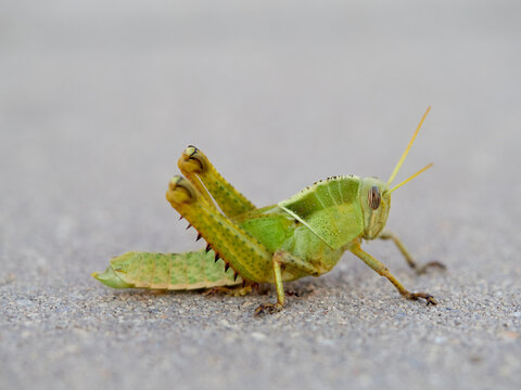Acanthacris ruficornis: The Red-Horned Grasshopper