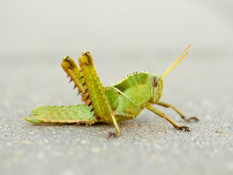Acanthacris ruficornis: The Red-Horned Grasshopper