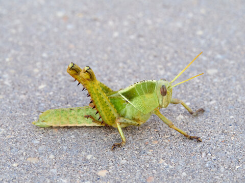 Acanthacris ruficornis: The Red-Horned Grasshopper