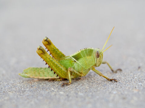 Acanthacris ruficornis: The Red-Horned Grasshopper
