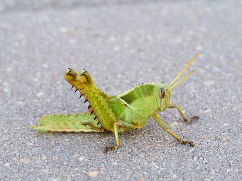 Acanthacris ruficornis: The Red-Horned Grasshopper