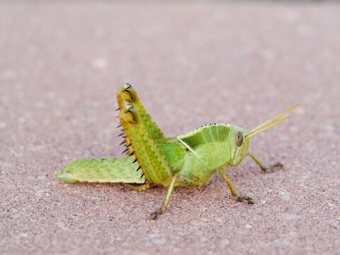 Acanthacris ruficornis: The Red-Horned Grasshopper
