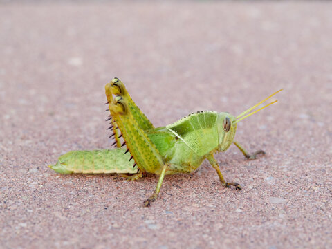 Acanthacris ruficornis: The Red-Horned Grasshopper