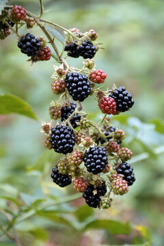 Brombeeren
