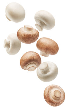 Brown button mushrooms and white button mushrooms