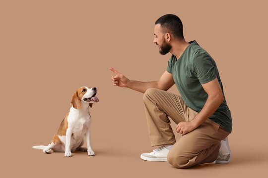 Dog training and pet care, man teaching beagle puppy obedience commands in studio with positive reinforcement and companionship for animal welfare