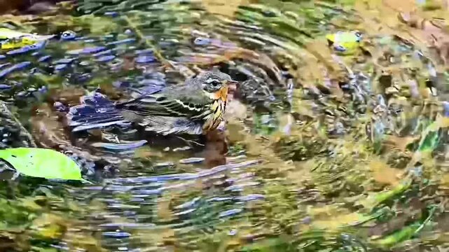 Tree Pipit Bathing in Clear Forest Stream