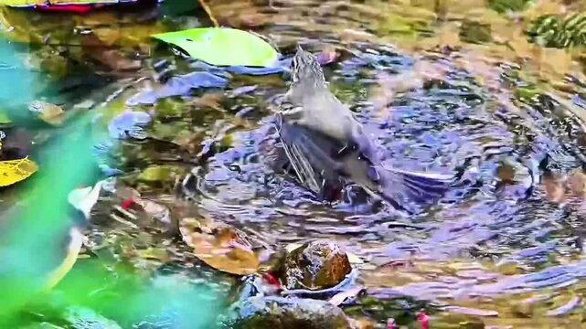 Tree Pipit Bathing in Clear Forest Stream