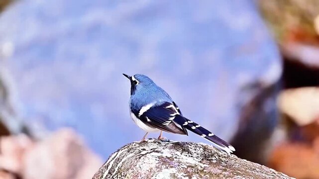 Slaty‑backed Forktail Perched on Weathered Stone with Soft Blurred Background