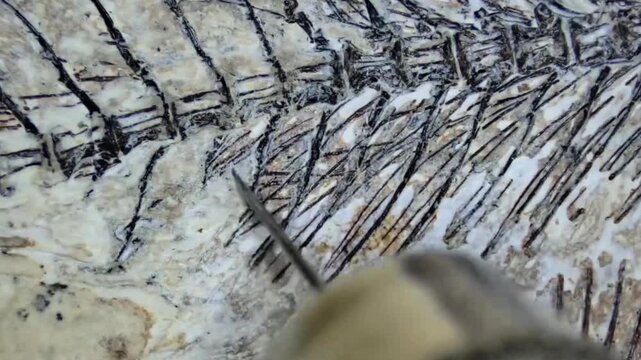 Restoration of a Fossil Fish Specimen