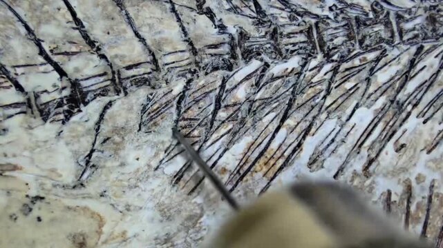 Restoration of a Fossil Fish Specimen